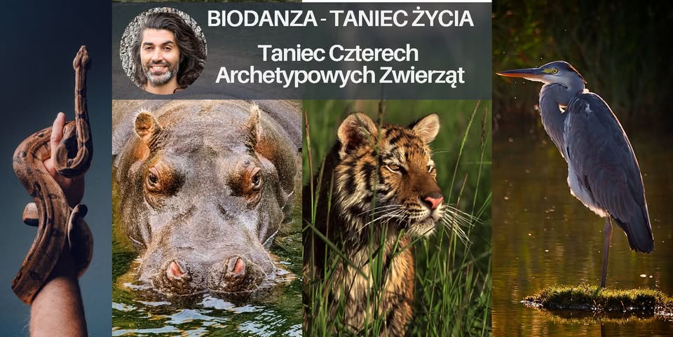Zdjęcie na okładce aukcji